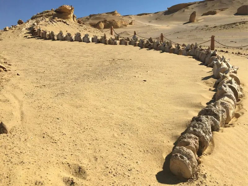 An Unforgettable Desert Experience